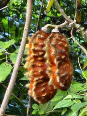 Mucuna urens