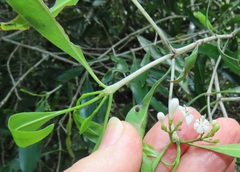 Tricalysia capensis