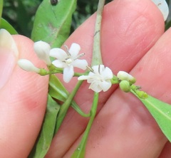 Tricalysia capensis