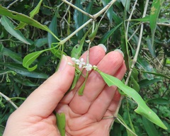 Tricalysia capensis
