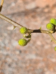 Mimosa pigra