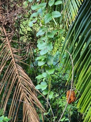 Mucuna urens