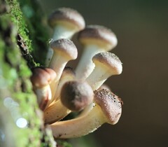 Armillaria gallica