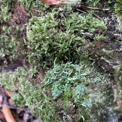 Cladonia digitata