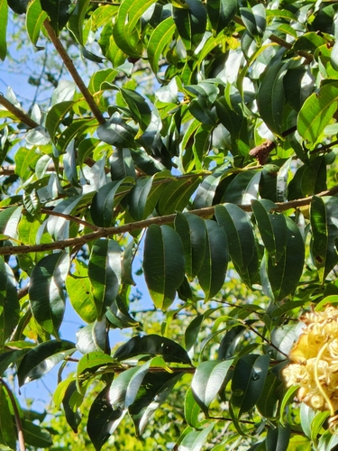Lafoensia punicifolia, photograph 2