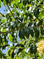 Lafoensia punicifolia, photograph (c) Jo Roberts, some rights reserved (CC BY)
