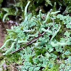 Cladonia digitata
