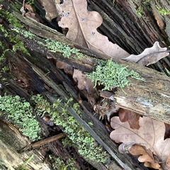 Cladonia digitata