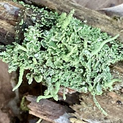 Cladonia digitata