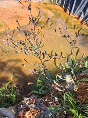 Porophyllum ruderale
