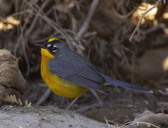 Basileuterus lachrymosus