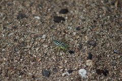 Stictia signata