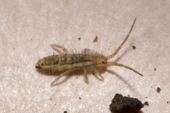 Orchesella