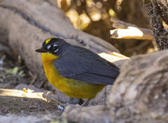 Basileuterus lachrymosus