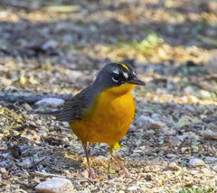 Basileuterus lachrymosus