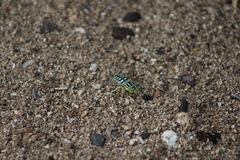 Stictia signata