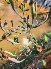 Porophyllum ruderale