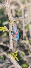 Polyclaeis equestris