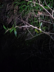 Dendrelaphis tristis