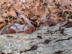 Auricularia auricula-judae
