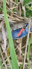 Polyclaeis equestris