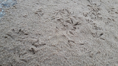 Arenaria interpres