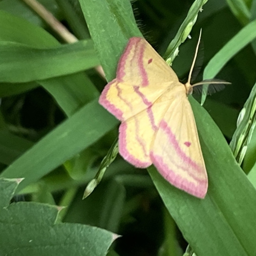 Haematopis