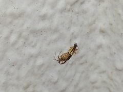 Araneae