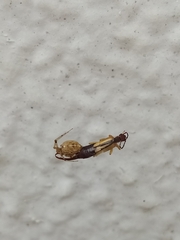 Araneae
