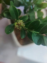 Buxus microphylla