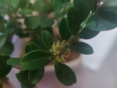 Buxus microphylla