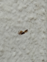 Araneae