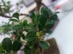 Buxus microphylla