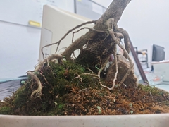 Buxus microphylla
