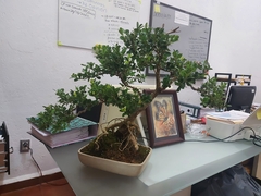 Buxus microphylla