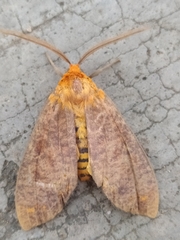 Lepidoptera