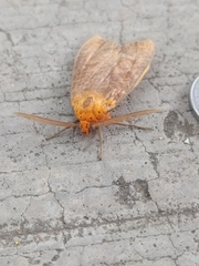 Lepidoptera