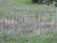 Verbascum pulverulentum