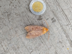 Lepidoptera