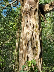 Ficus dendrocida