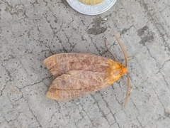 Lepidoptera
