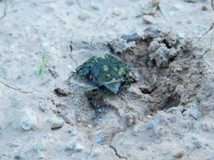 Eleutherodactylus nitidus