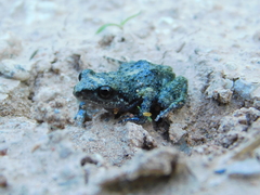 Eleutherodactylus nitidus