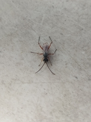 Insecta