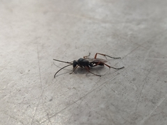 Insecta