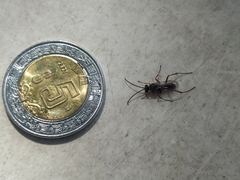 Insecta