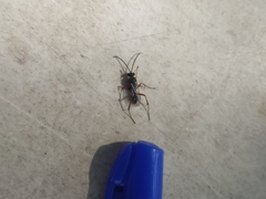 Insecta