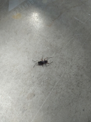 Insecta