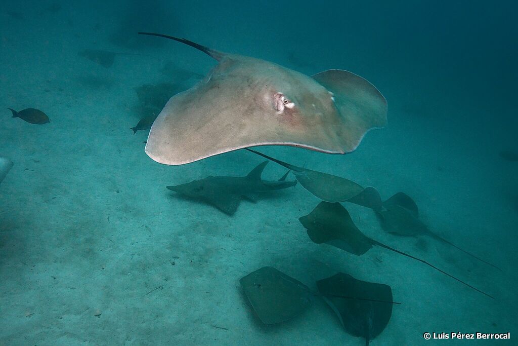 Pink Whipray