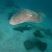 Pink Whipray - Photo (c) Luis Pérez Berrocal, some rights reserved (CC BY-NC), uploaded by Luis Pérez Berrocal